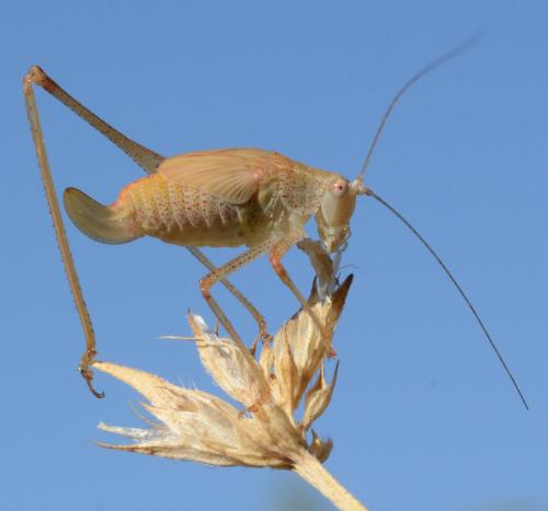 Réf. 308 038 : Phaneroptera sp.